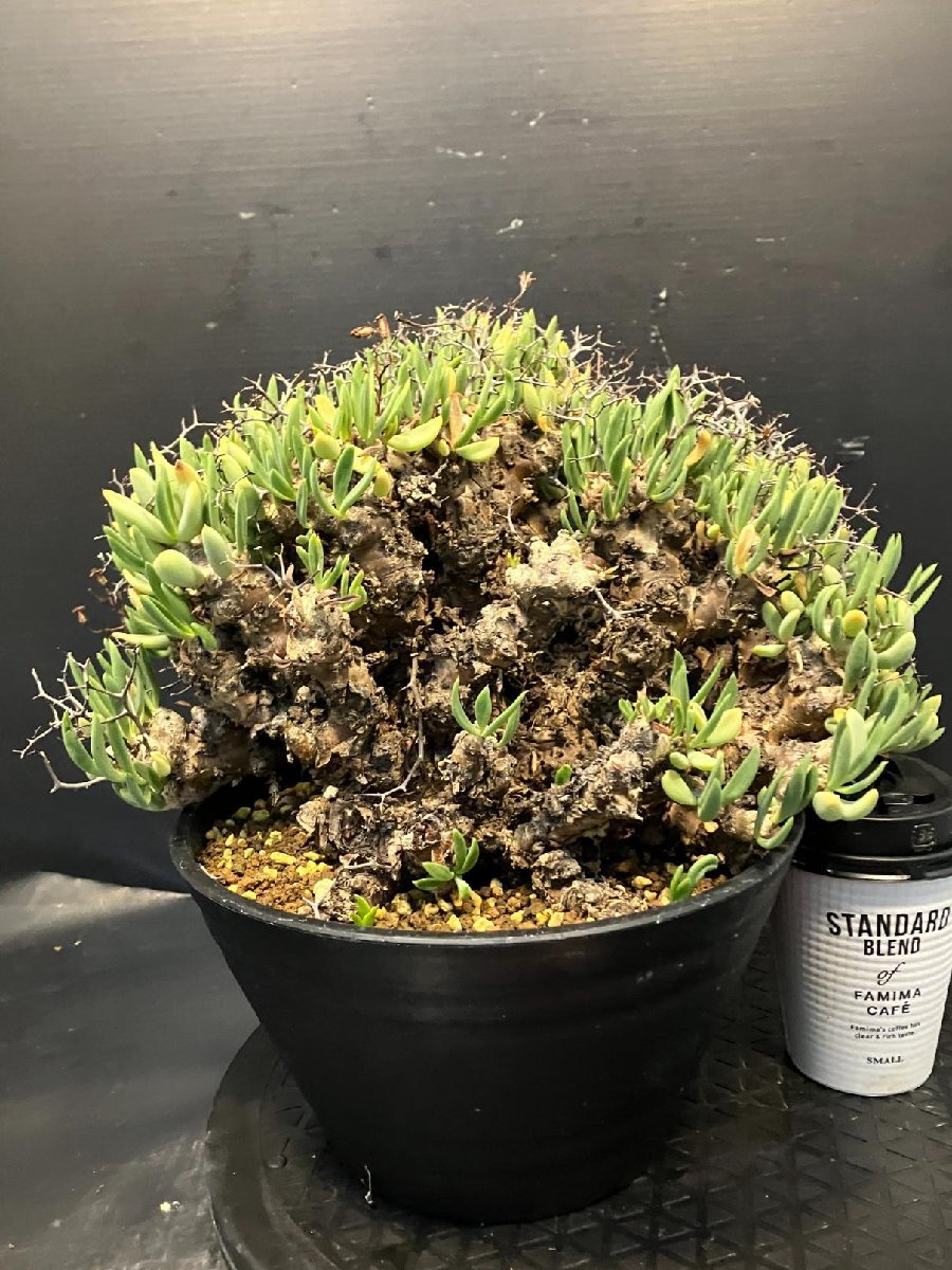 4897 「塊根植物」チレコドン レティキュラーツス大【発根未確認・発芽中・多肉植物・Tylecodon reticulatus・万物想 ・枯枝・折枝アリ】の画像3