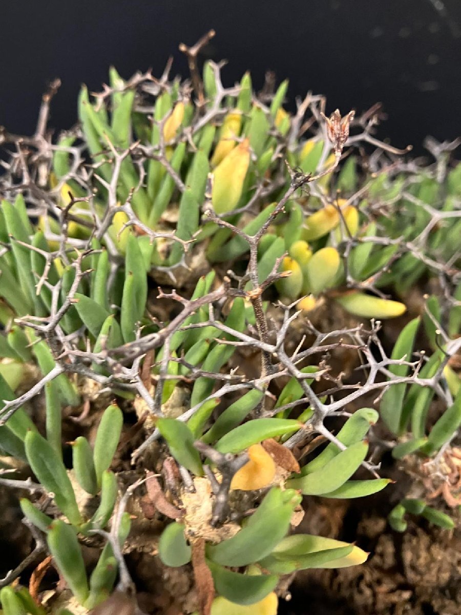 4897 「塊根植物」チレコドン レティキュラーツス大【発根未確認・発芽中・多肉植物・Tylecodon reticulatus・万物想 ・枯枝・折枝アリ】の画像7