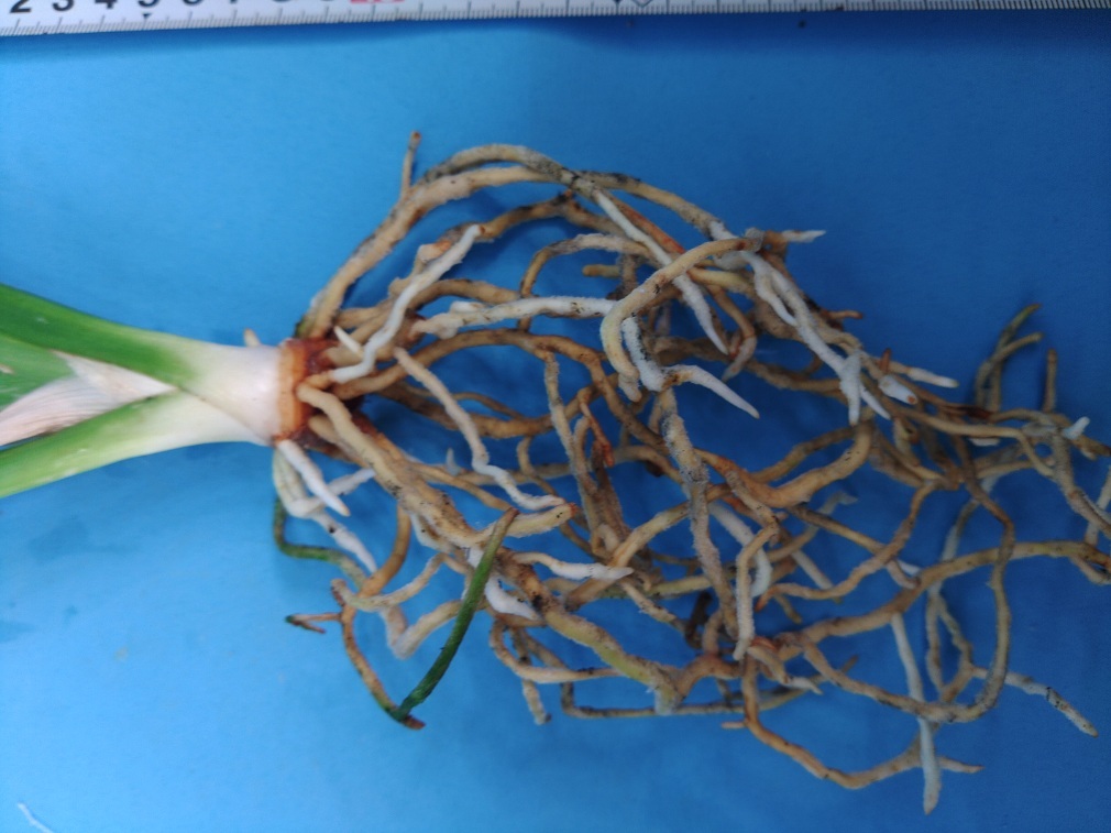 残雪　4　万年青　オモト　おもと _画像6