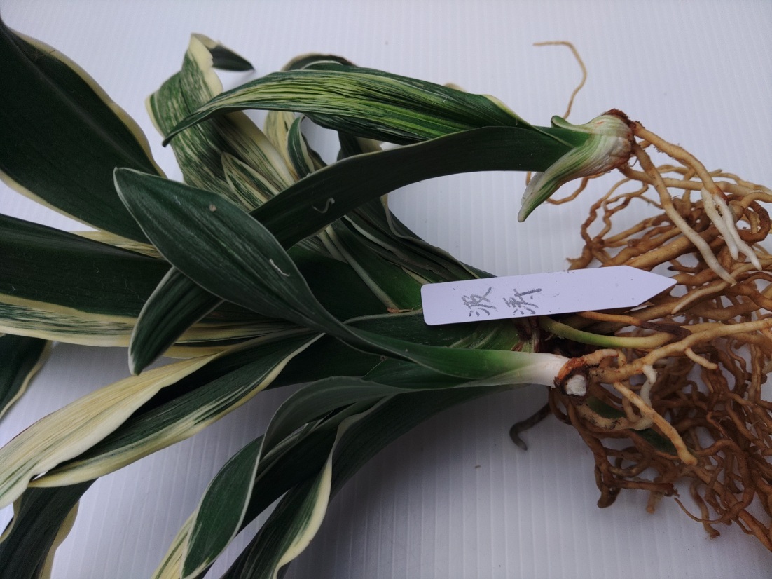 波涛　5　万年青　オモト　おもと _画像8