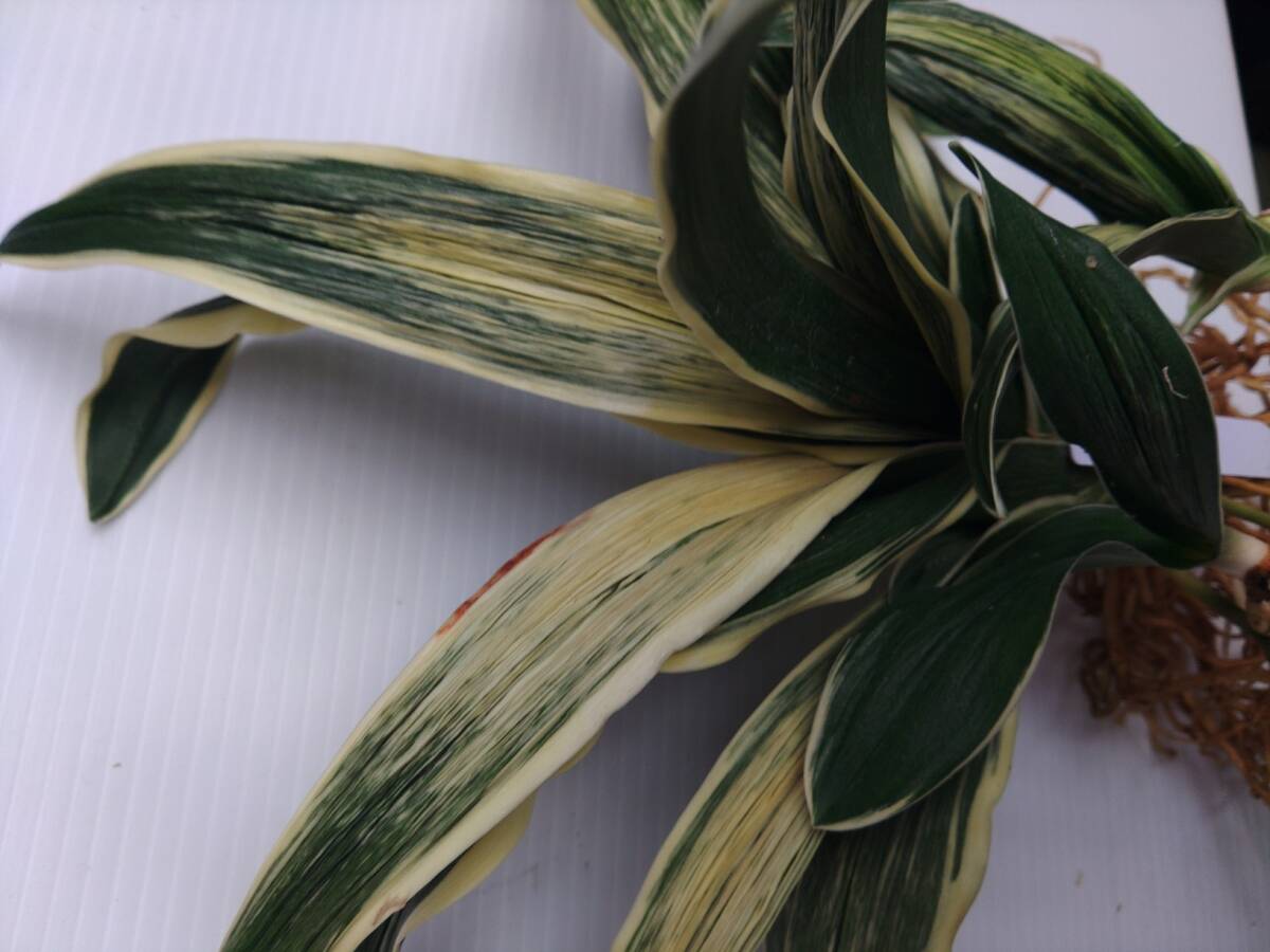 波涛　5　万年青　オモト　おもと _画像9