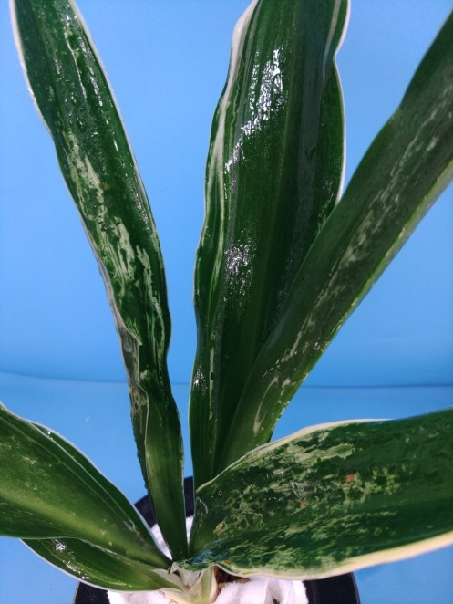 龍巻都の図　6　万年青　オモト　おもと _画像2