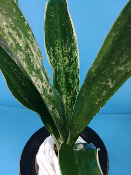 龍巻都の図　6　万年青　オモト　おもと _画像4