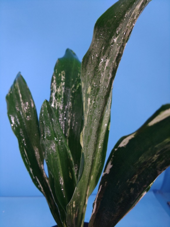 残雪　4　万年青　オモト　おもと _画像1