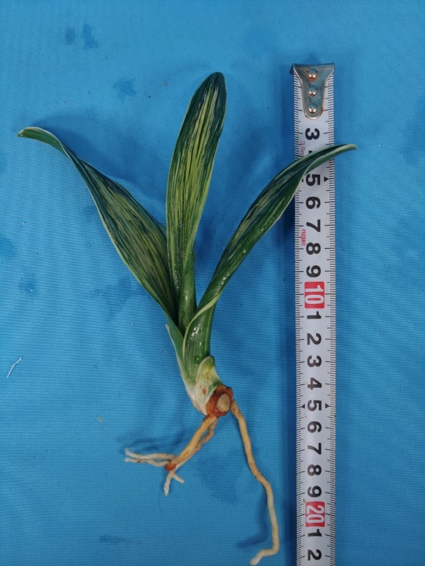 波涛　5　万年青　オモト　おもと _画像6