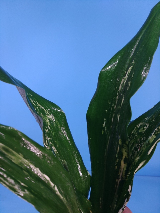 残雪　4　万年青　オモト　おもと _画像3