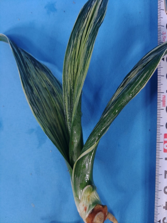 波涛　5　万年青　オモト　おもと _画像7