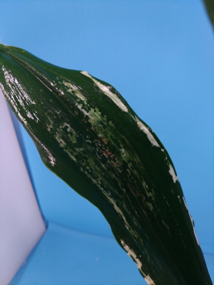 残雪　4　万年青　オモト　おもと _画像5