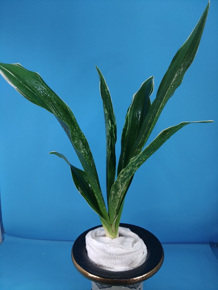 龍巻都の図　6　万年青　オモト　おもと _画像3