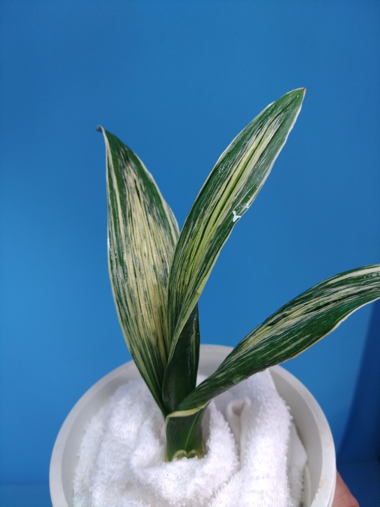 波涛　5　万年青　オモト　おもと _画像2