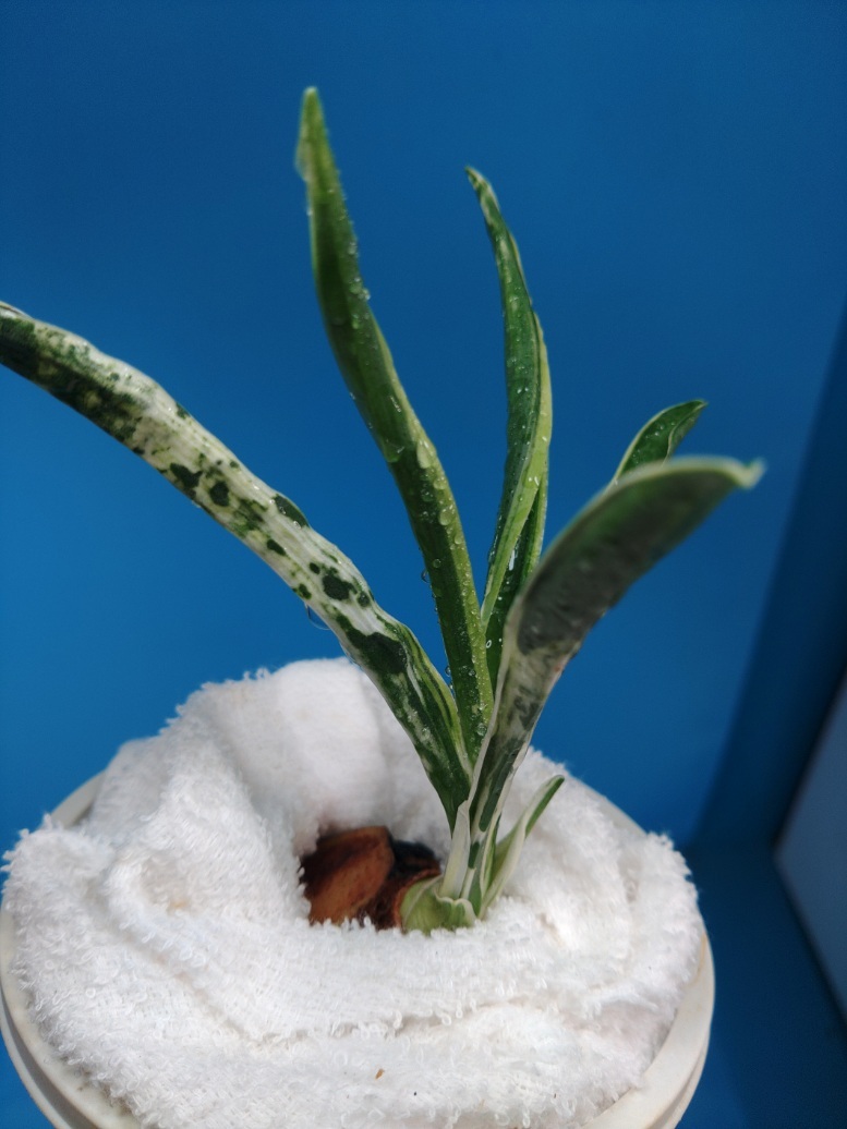 阿波日月の図　14　万年青　オモト　おもと _画像3