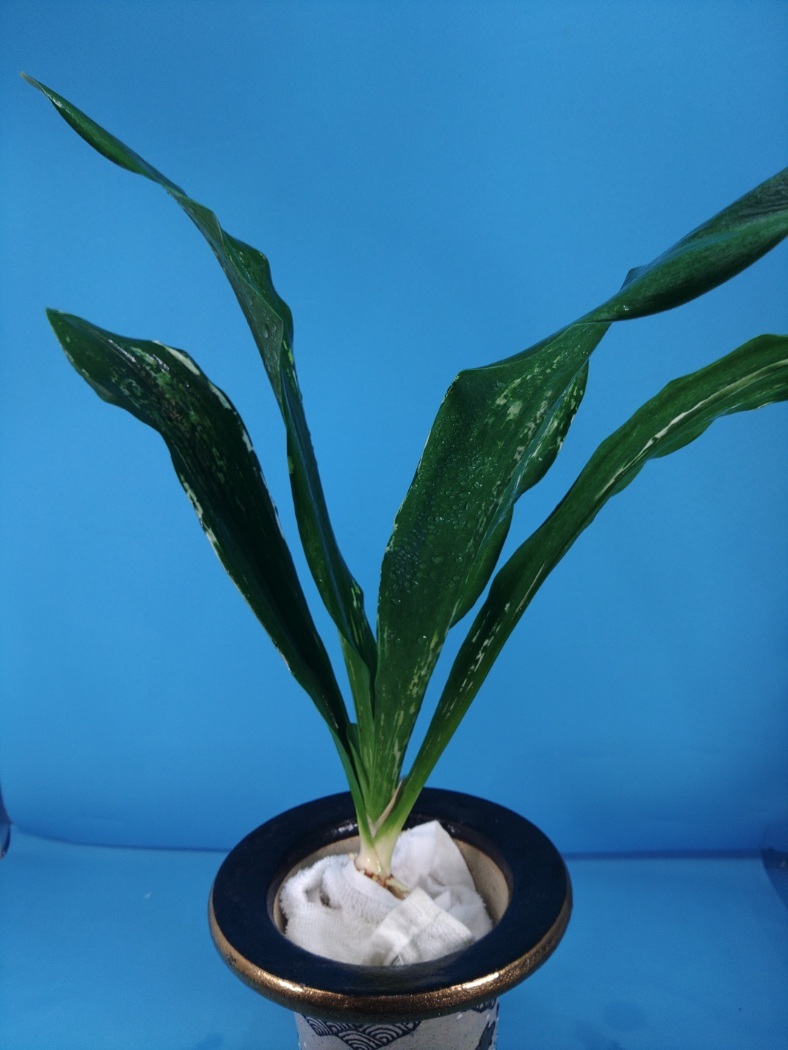 残雪　4　万年青　オモト　おもと _画像4