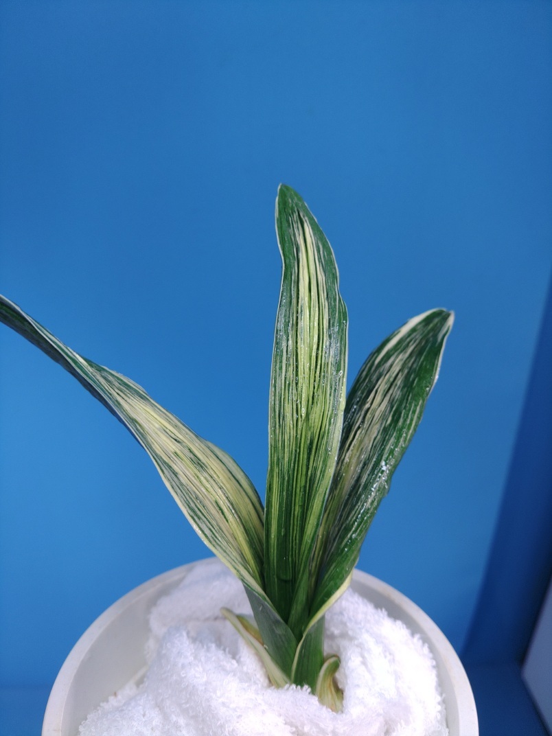 波涛　5　万年青　オモト　おもと _画像3