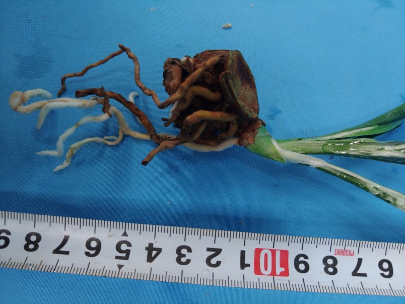 阿波日月の図　14　万年青　オモト　おもと _画像7