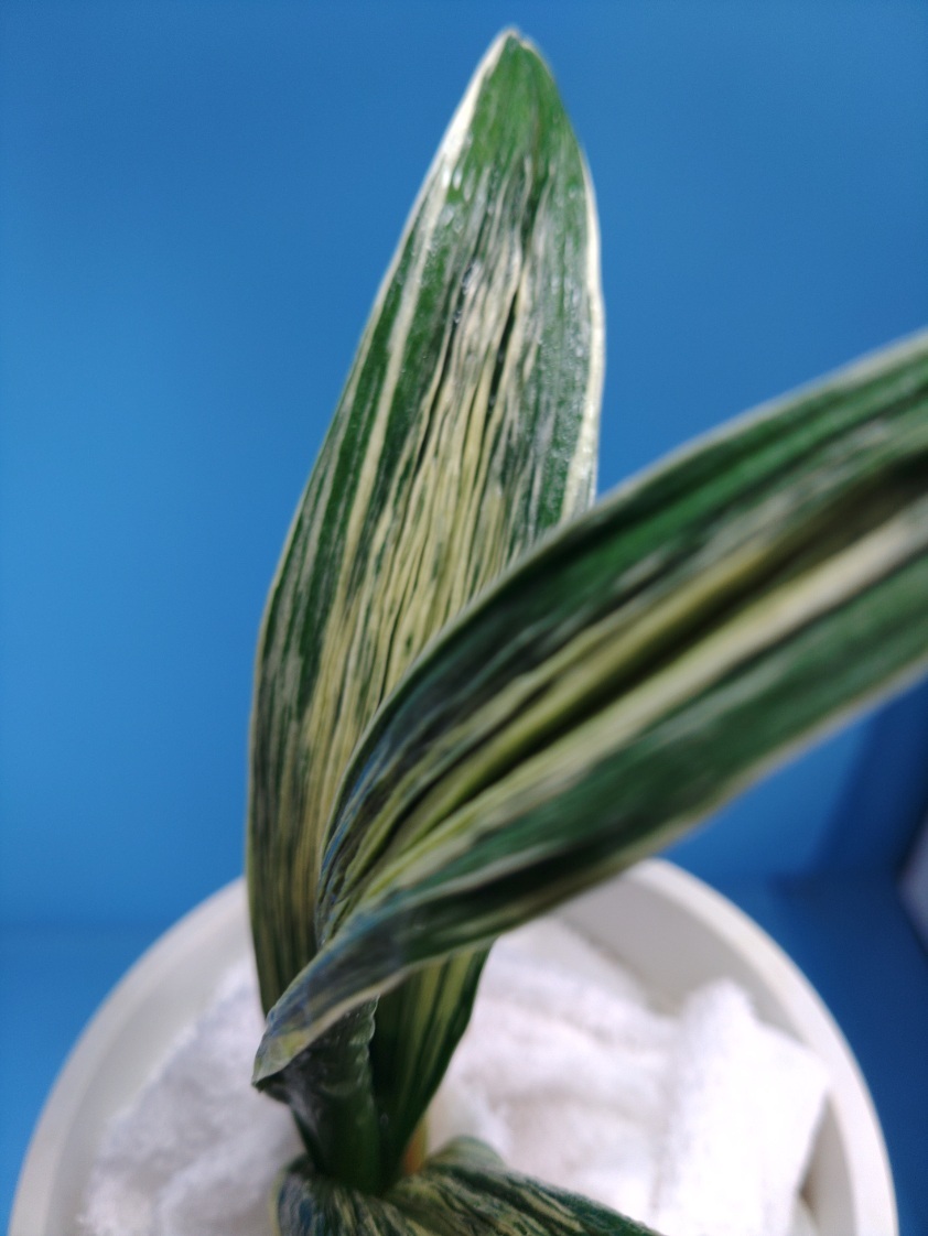 波涛　5　万年青　オモト　おもと _画像1