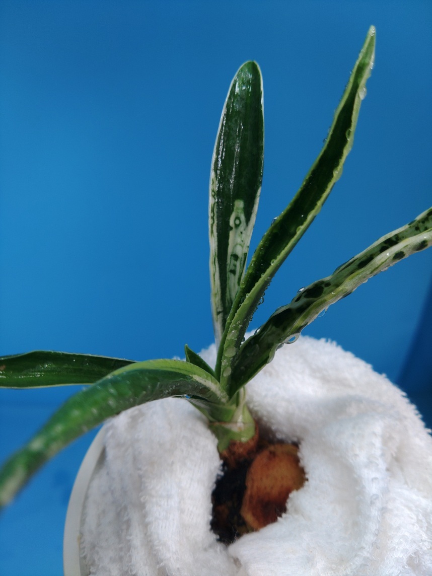 阿波日月の図　14　万年青　オモト　おもと _画像1