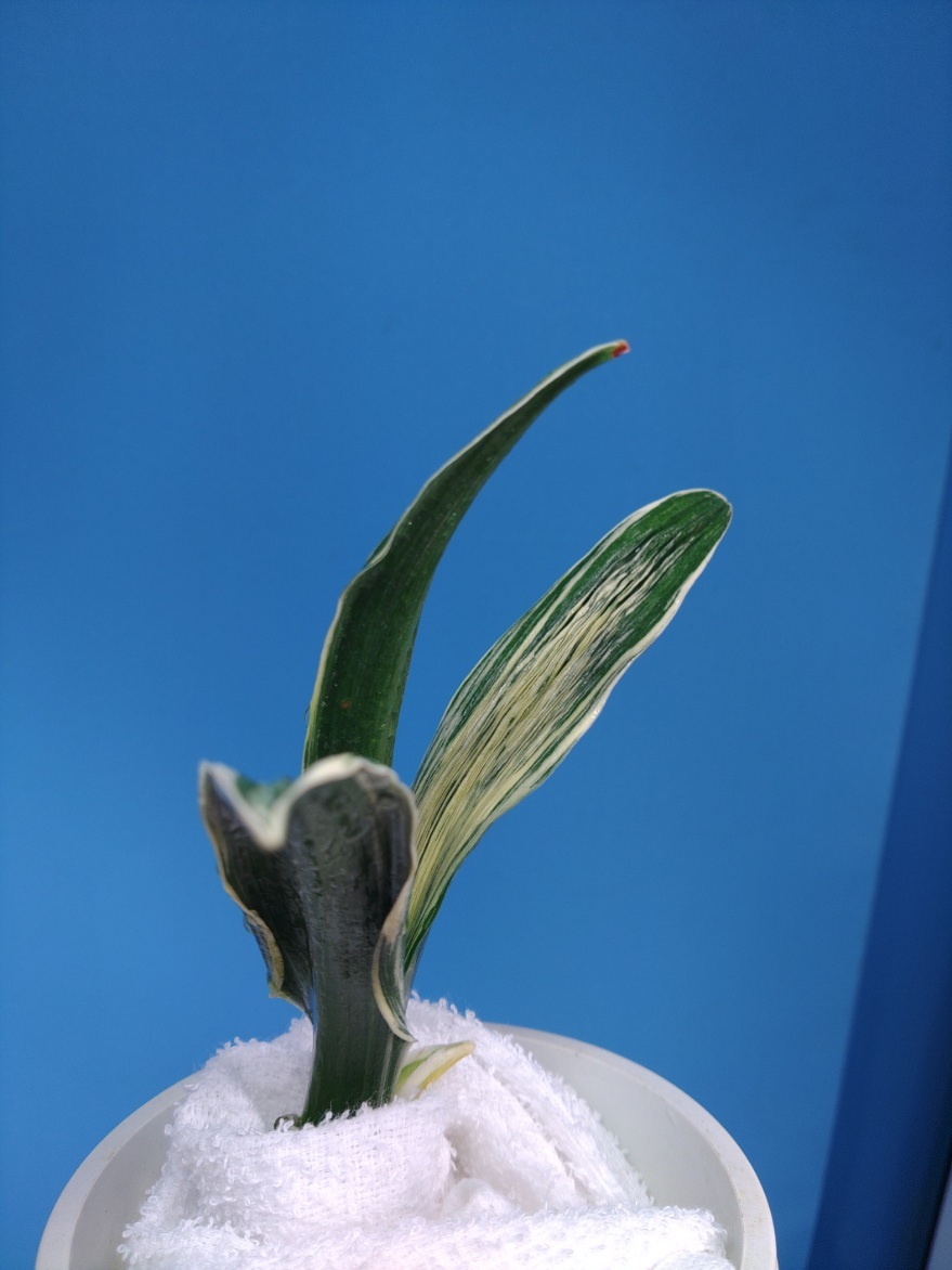 波涛　5　万年青　オモト　おもと _画像4