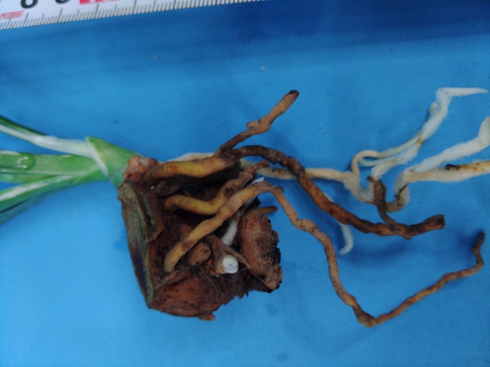 阿波日月の図　14　万年青　オモト　おもと _画像6