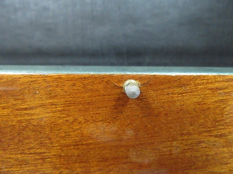 E2* Yokohama старый предмет * музыкальная шкатулка дракон juITALY!ske-ta-z*warutsu