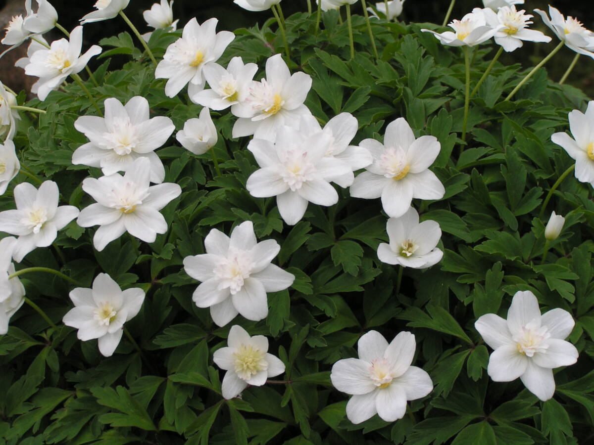 八重咲一輪草　10根茎（2)　10芽以上　山野草　ラン　ウチョウラン　イワチドリ _画像2