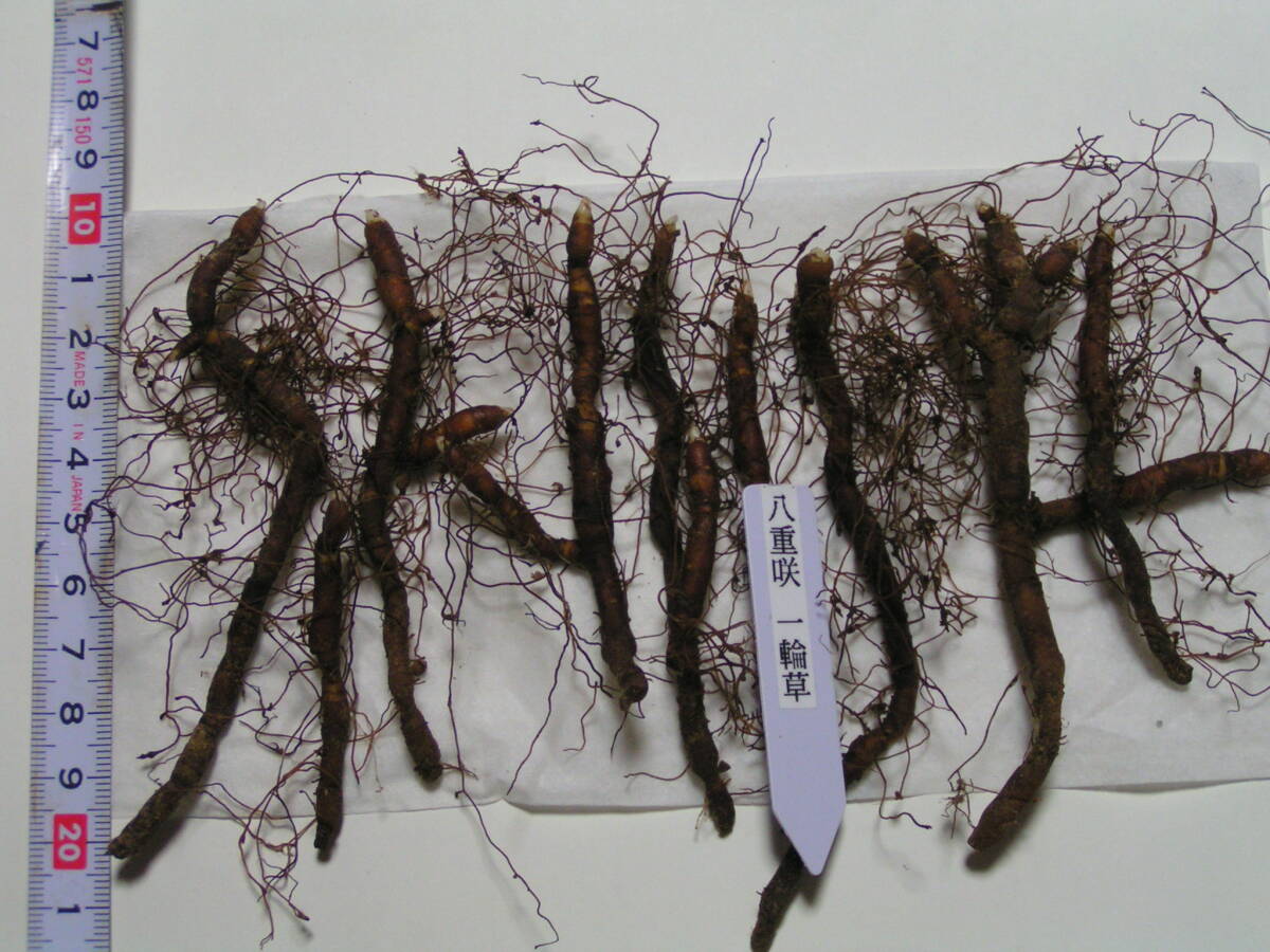 八重咲一輪草　10根茎（2)　10芽以上　山野草　ラン　ウチョウラン　イワチドリ _画像4