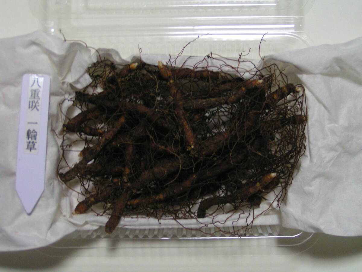 八重咲一輪草　10根茎（2)　10芽以上　山野草　ラン　ウチョウラン　イワチドリ _画像5