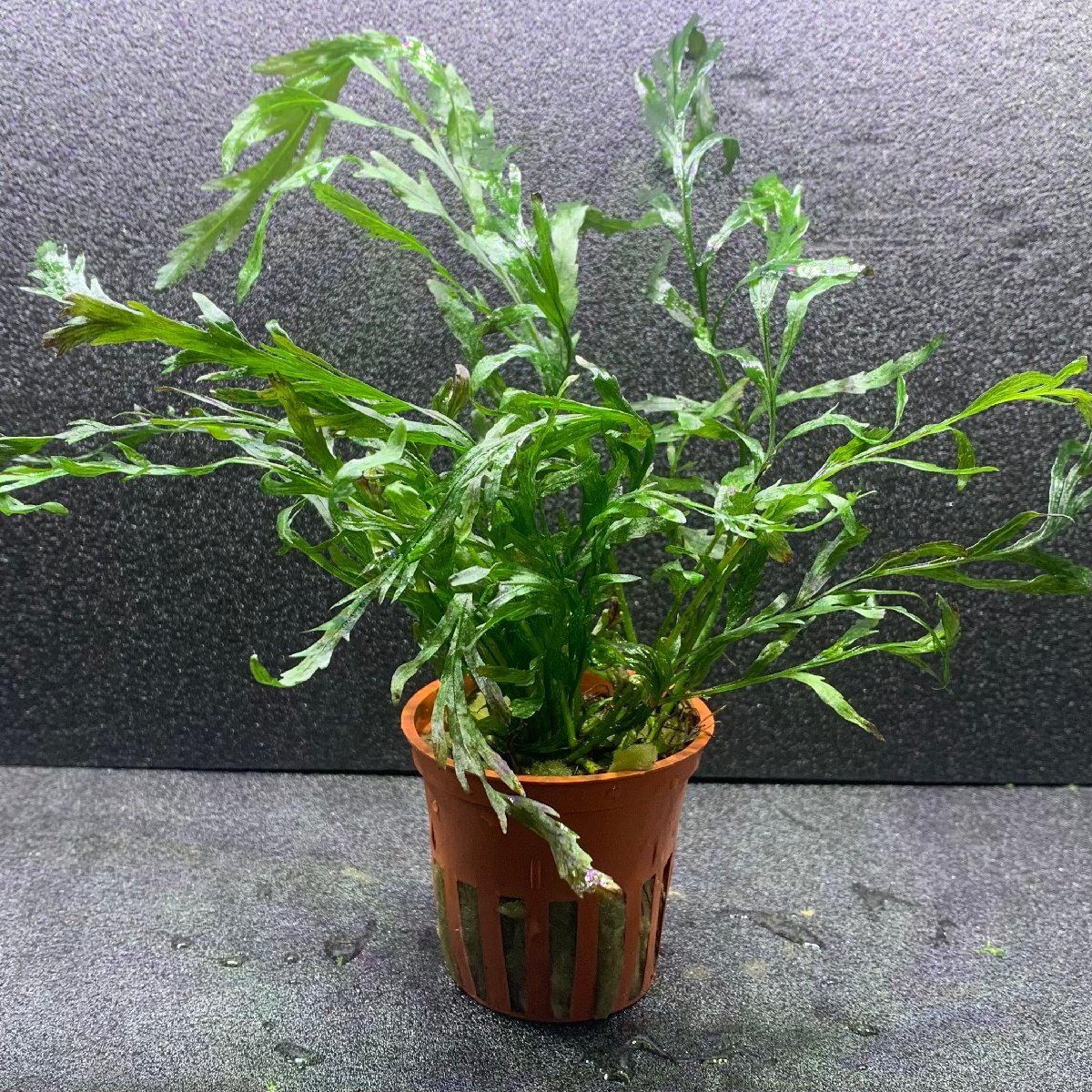 水草　ボルビティス・ヒュディロティ　1株　※バラ売り水草は4点まで同梱可能（ネコポス）_画像1