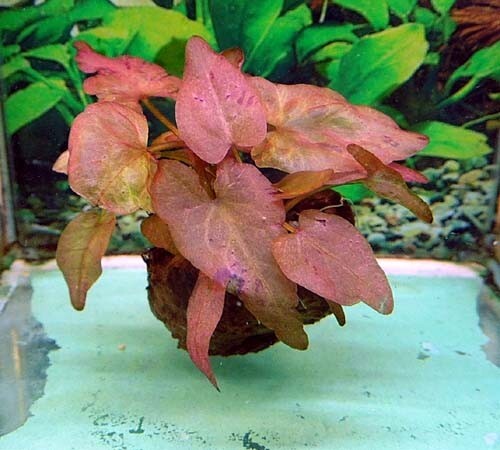 水草 ニムファ(球根) 1個 無農薬_画像1