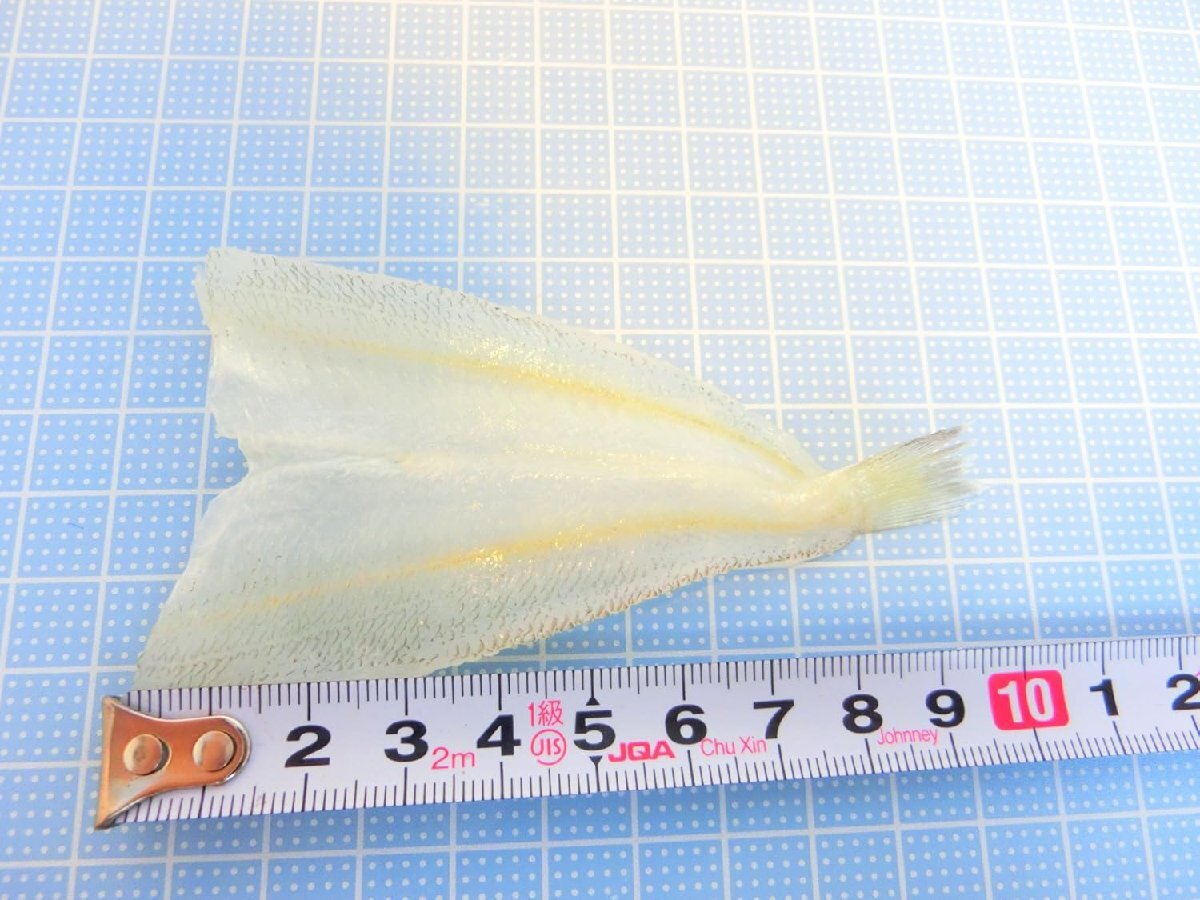 【Max】開きキス 一箱 40尾　揚げ物・焼き物にどうぞ！！_画像3