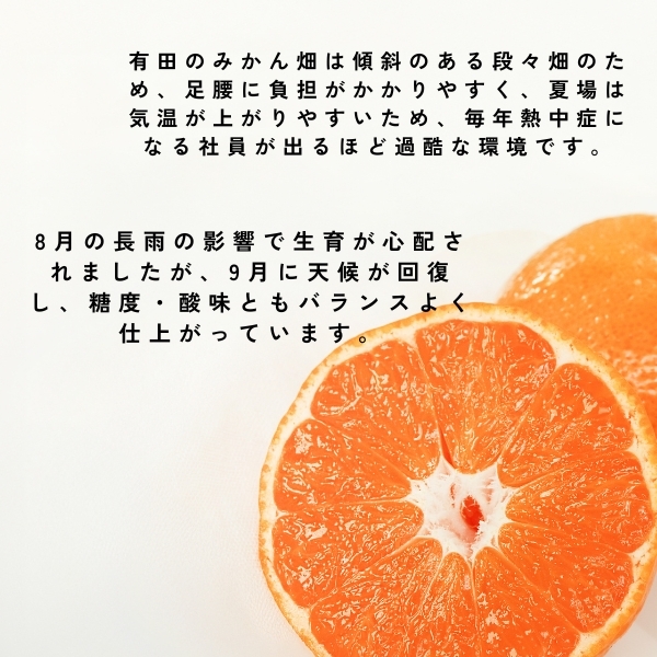 数量限定 400個　ゆら早生みかん みかん 訳あり お試し 6個　早生 ゆら早生 小粒 小玉 青みかん 送料無料 みかん 蜜柑 ミカン 果物 和歌山_画像4
