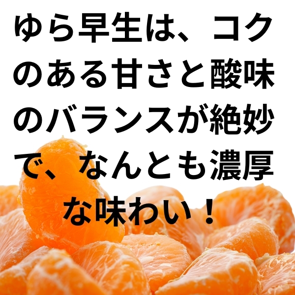 数量限定 400個　ゆら早生みかん みかん 訳あり お試し 6個　早生 ゆら早生 小粒 小玉 青みかん 送料無料 みかん 蜜柑 ミカン 果物 和歌山_画像5