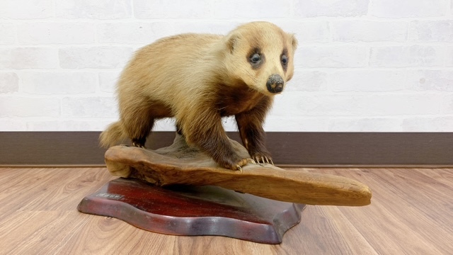 アナグマ　剥製　穴熊　現状品　置き物　インテリア　信濃剥製　ジャンク_画像1