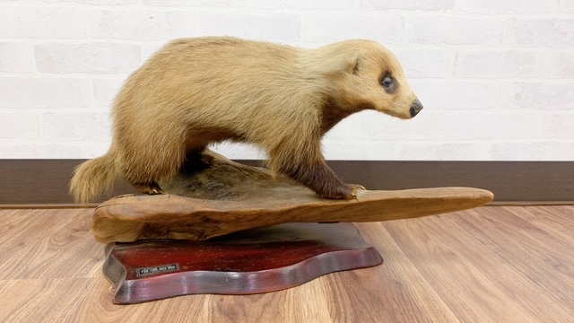 アナグマ　剥製　穴熊　現状品　置き物　インテリア　信濃剥製　ジャンク_画像2