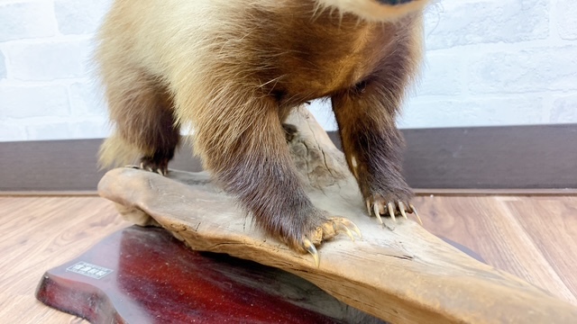 アナグマ　剥製　穴熊　現状品　置き物　インテリア　信濃剥製　ジャンク_画像7