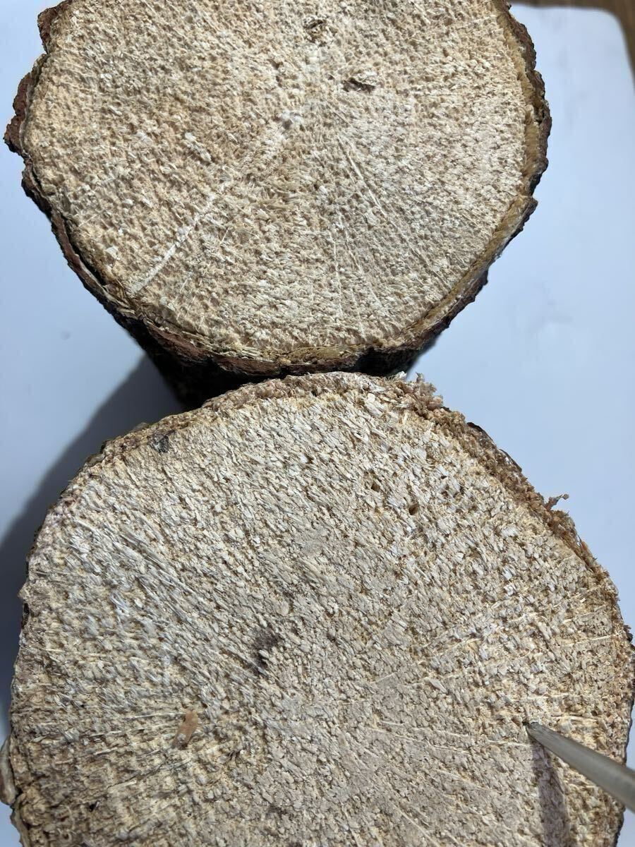 Bー86 産卵木S・A級 柔らかめ〜硬めコナラ20本(岩手県産) サービス有り_画像5