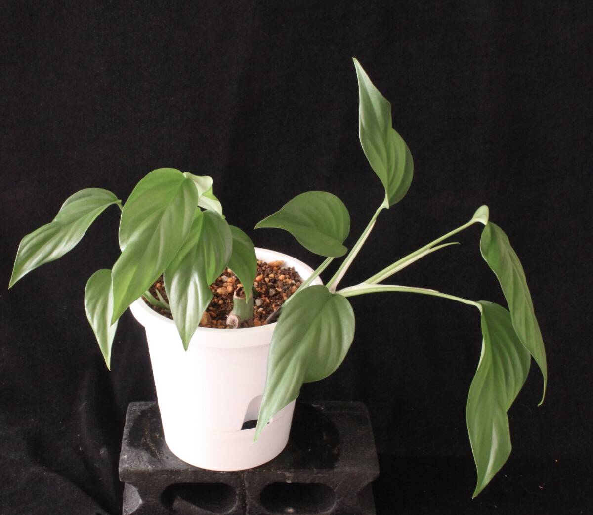 モンステラ sp.ナオウ A_画像2