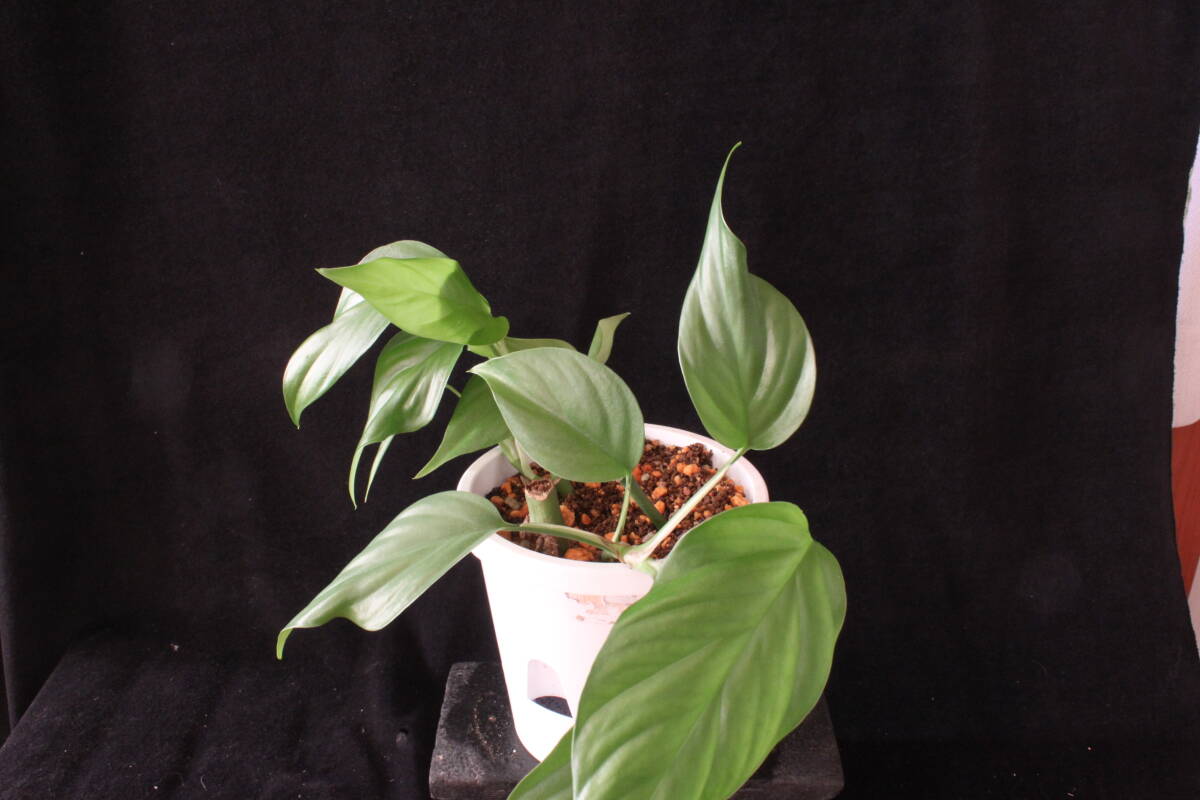 モンステラ sp.ナオウ A_画像5