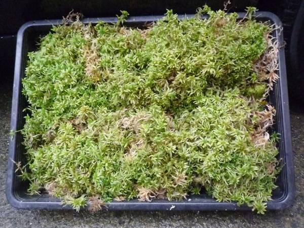 ■即決■生水苔 ミズゴケ■栽培・鑑賞・植栽用に ■送料安！！_画像1