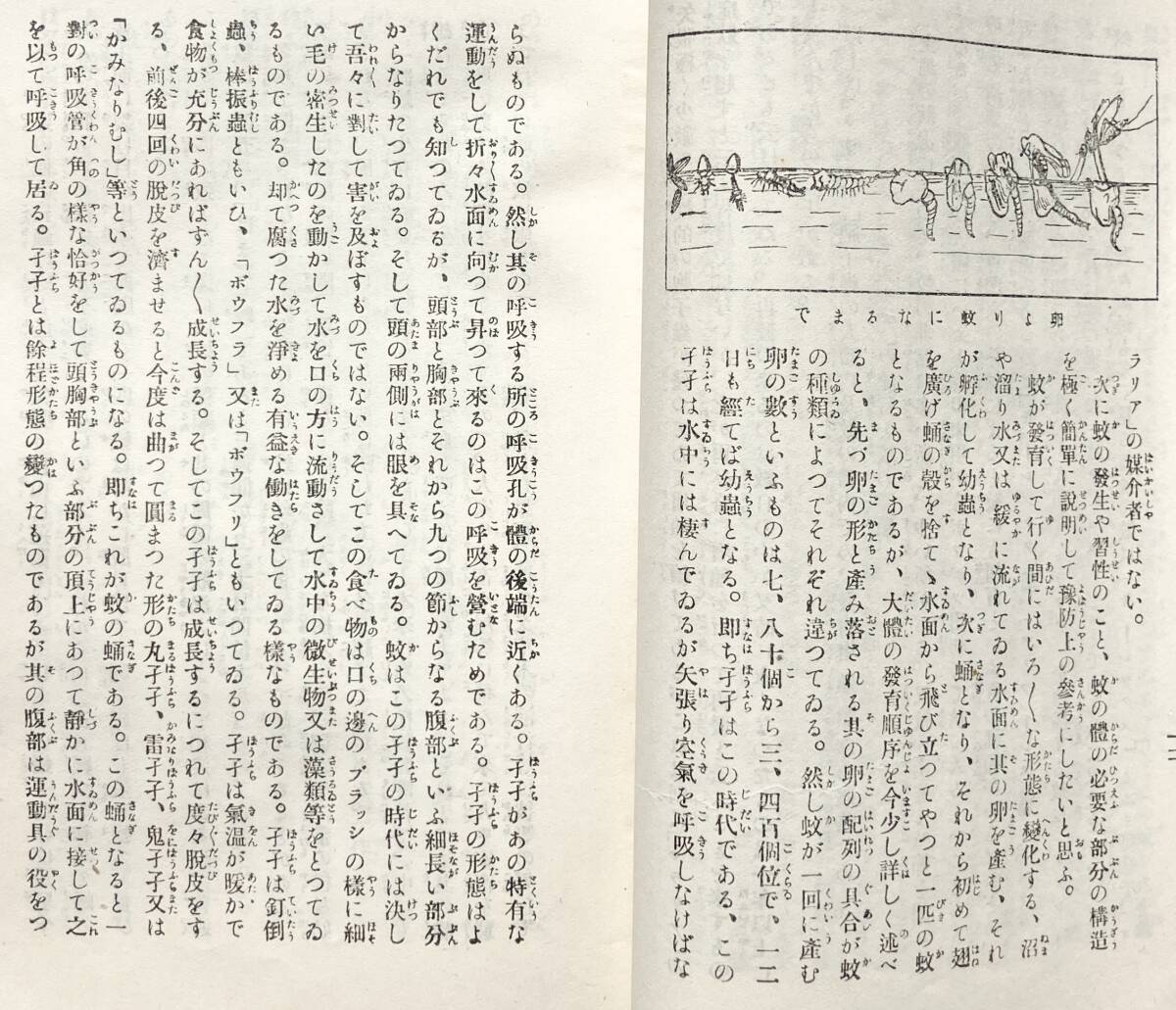 【大正11年/1922年】マラリアの予防 内務省衛生局 大正11年 初版 1922年 小冊子 パンフレット 医学 衛生学 感染症対策 マラリア 大正時代_画像7