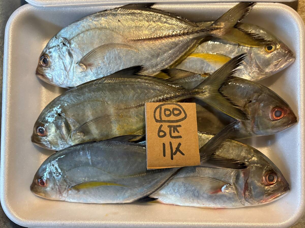 【500円スタート】【和歌山産】 ロウニンアジ？（6匹　1ｋ）　冷凍　100_画像1
