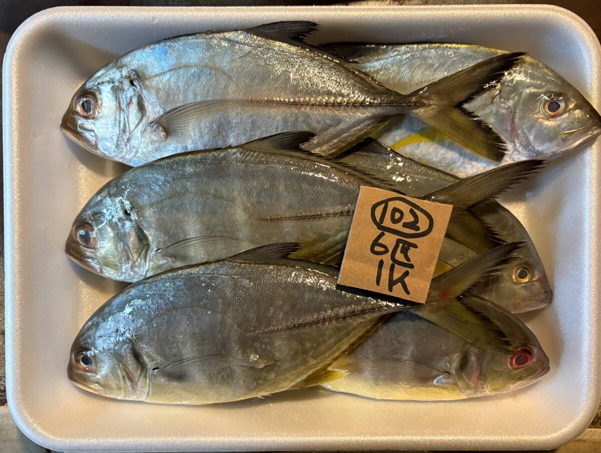 【500円スタート】【和歌山産】 ロウニンアジ?(6匹 1k) 冷凍 102_画像1
