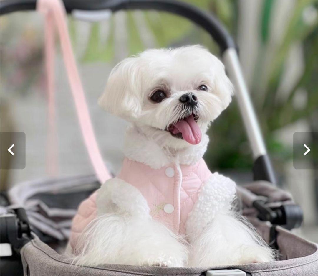 ①　S　犬服　ピンク　キルティング　ドッグウェア　Ｄカン　さくらんぼ　犬 パピー_画像7