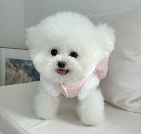 ①　S　犬服　ピンク　キルティング　ドッグウェア　Ｄカン　さくらんぼ　犬 パピー_画像9