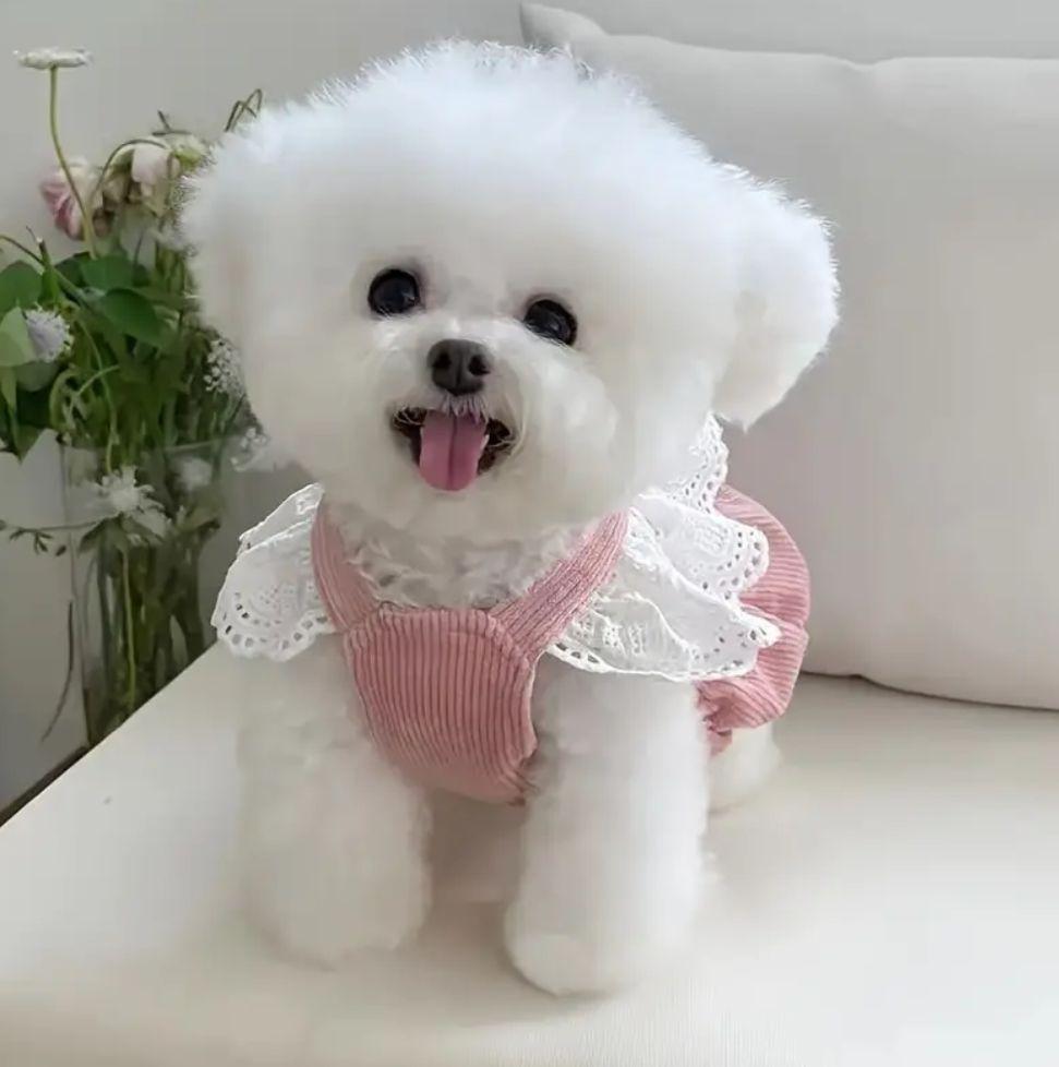 新品　S　リボン付き　犬服　コーデュロイ　ペット服　ドッグウェア　ピンク　パピー_画像5