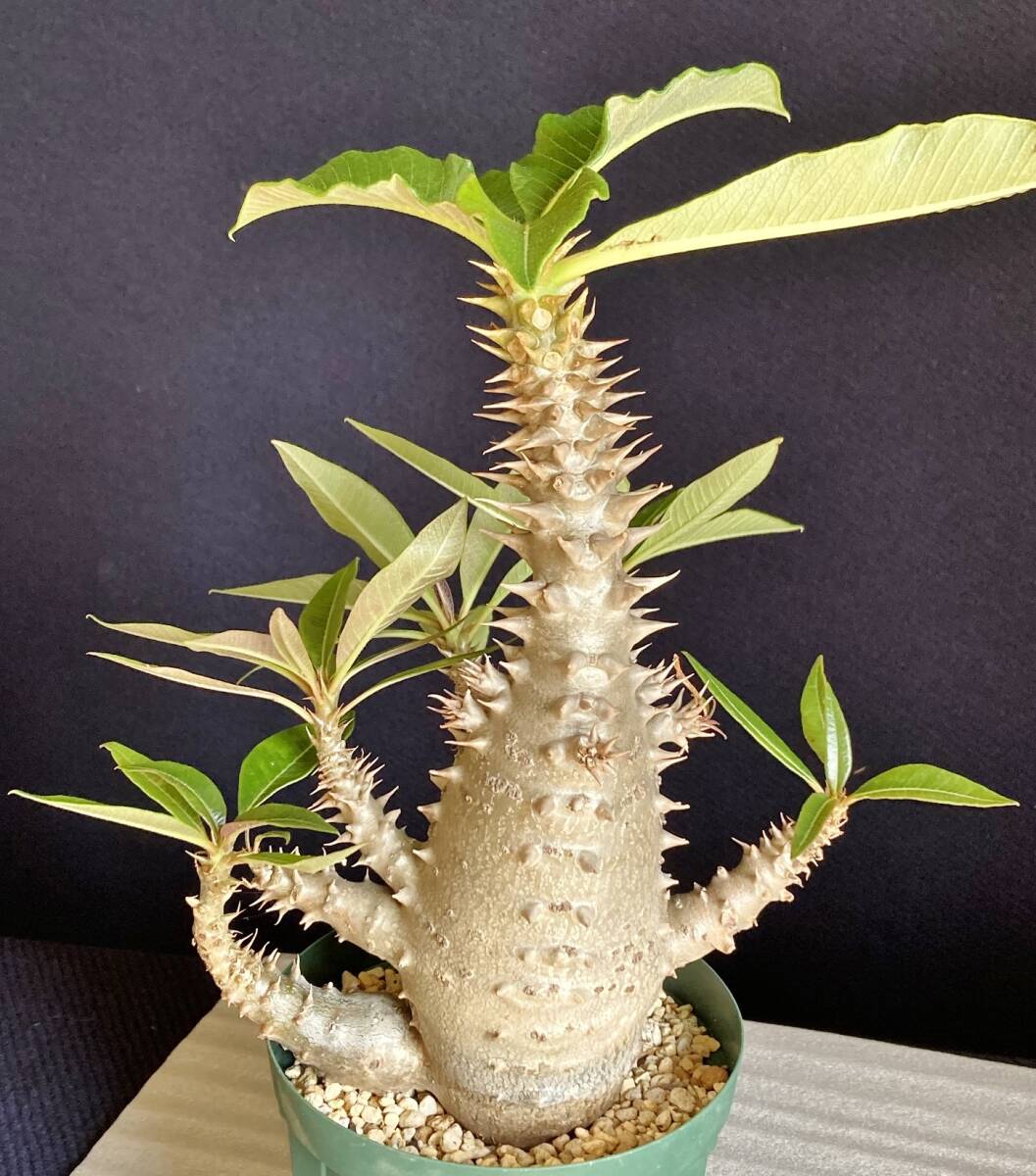 パキポディウム ウィンゾリー 実生 大型 発根済　鉢ごと発送　検） パキプス グラキリス アデニア_画像4