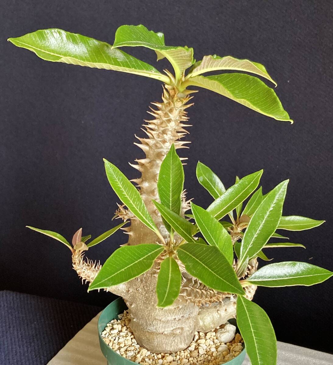 パキポディウム ウィンゾリー 実生 大型 発根済　鉢ごと発送　検） パキプス グラキリス アデニア_画像5