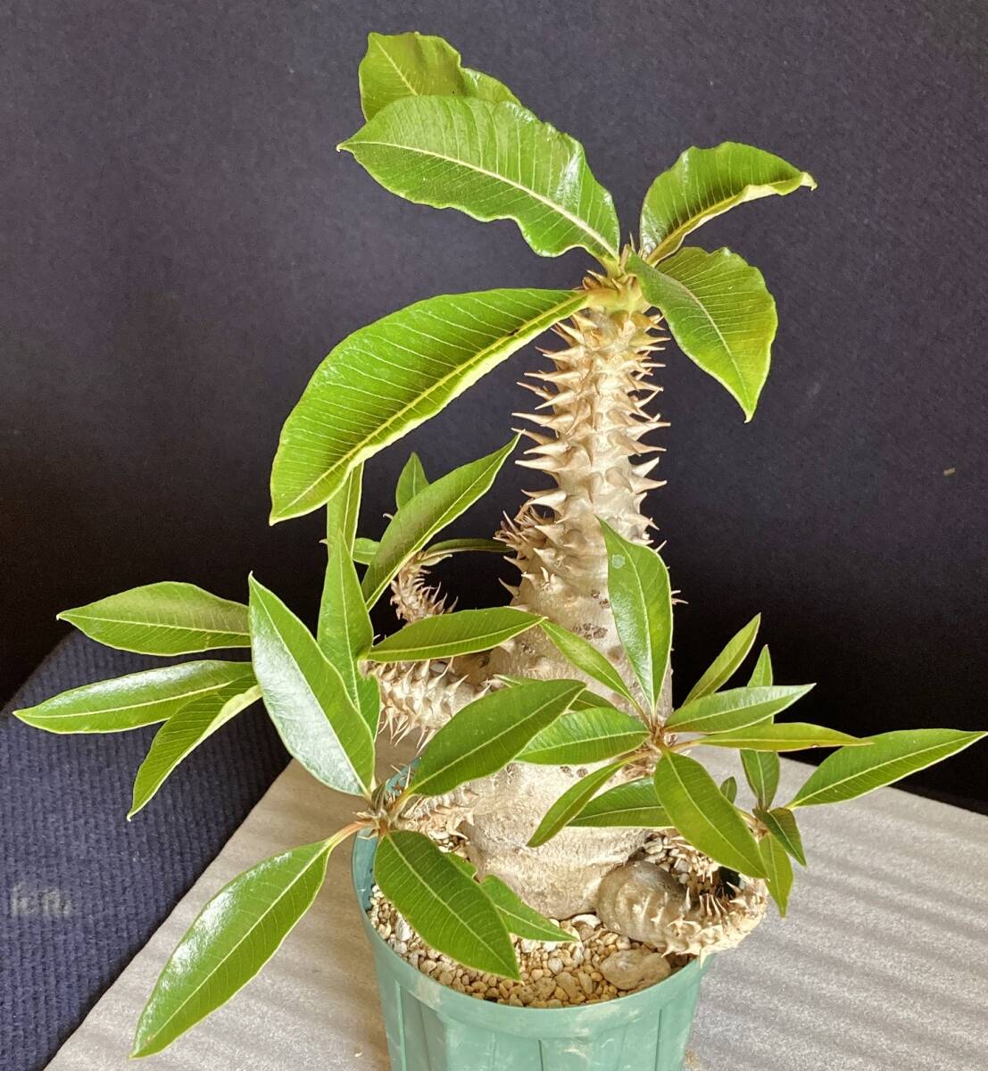 パキポディウム ウィンゾリー 実生 大型 発根済　鉢ごと発送　検） パキプス グラキリス アデニア_画像7