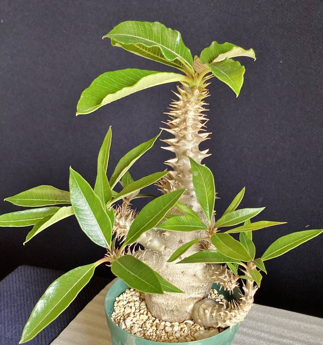 パキポディウム ウィンゾリー 実生 大型 発根済　鉢ごと発送　検） パキプス グラキリス アデニア_画像6