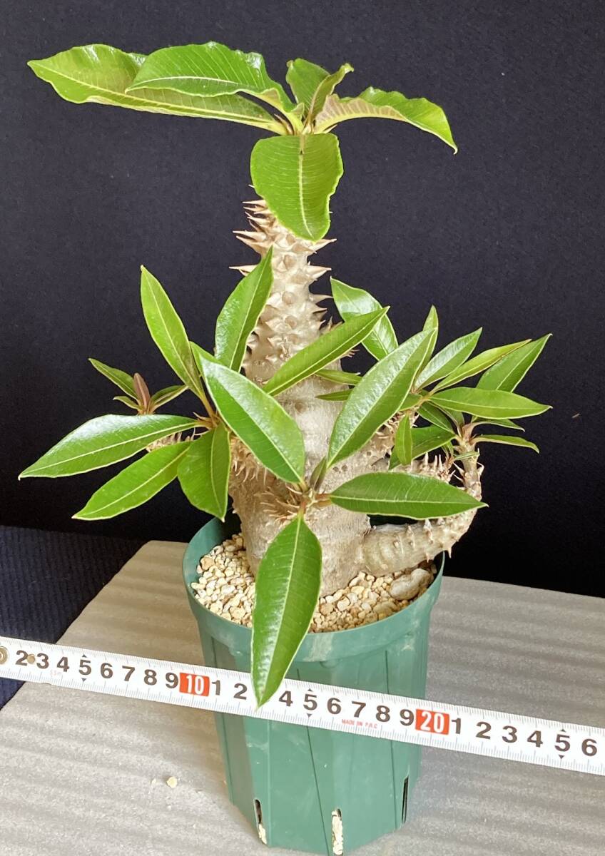 パキポディウム ウィンゾリー 実生 大型 発根済　鉢ごと発送　検） パキプス グラキリス アデニア_画像10