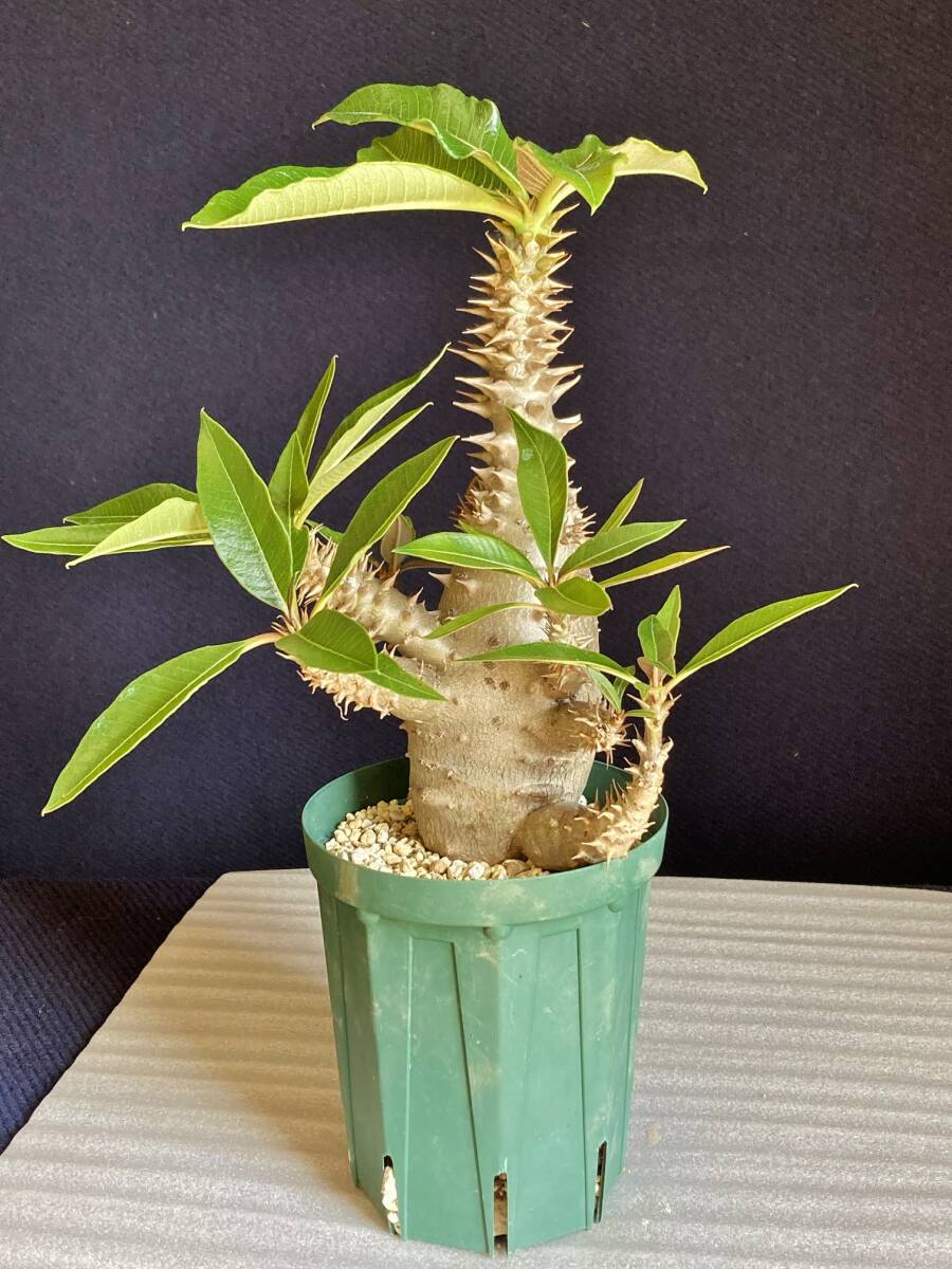 パキポディウム ウィンゾリー 実生 大型 発根済　鉢ごと発送　検） パキプス グラキリス アデニア_画像2